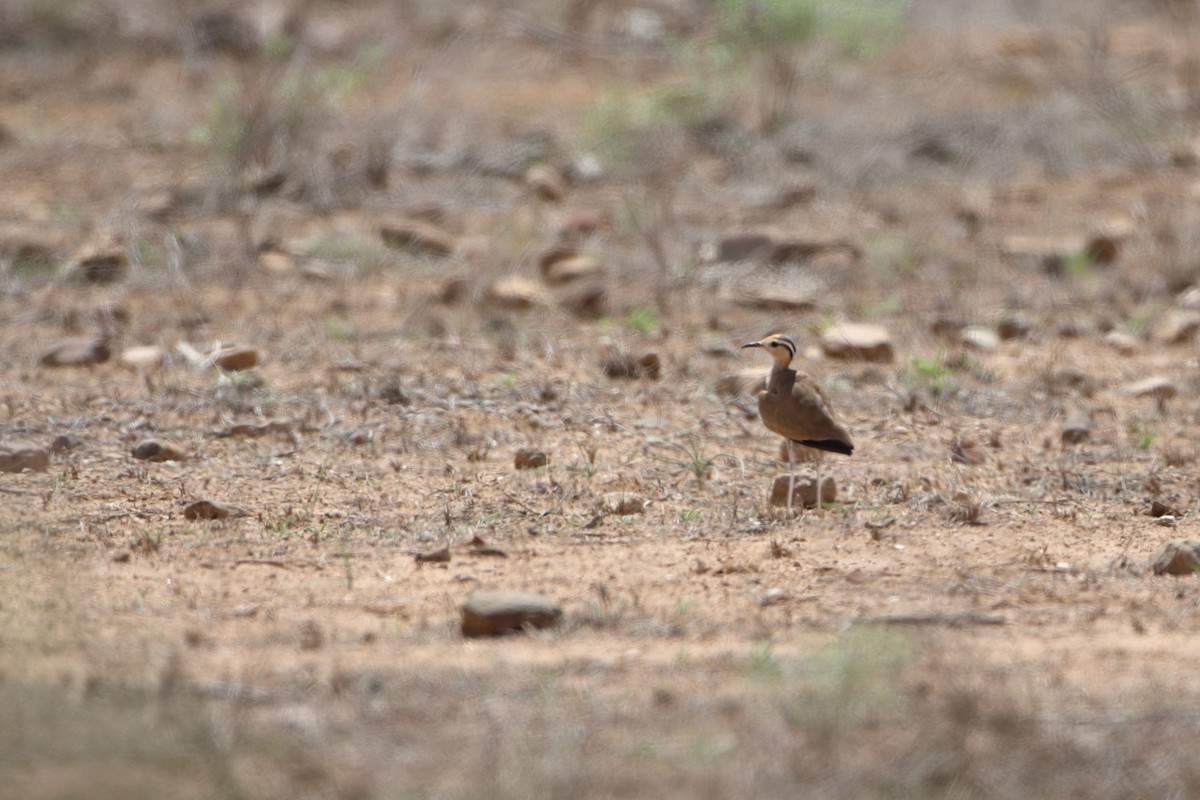 Somali Courser - Ohad Sherer