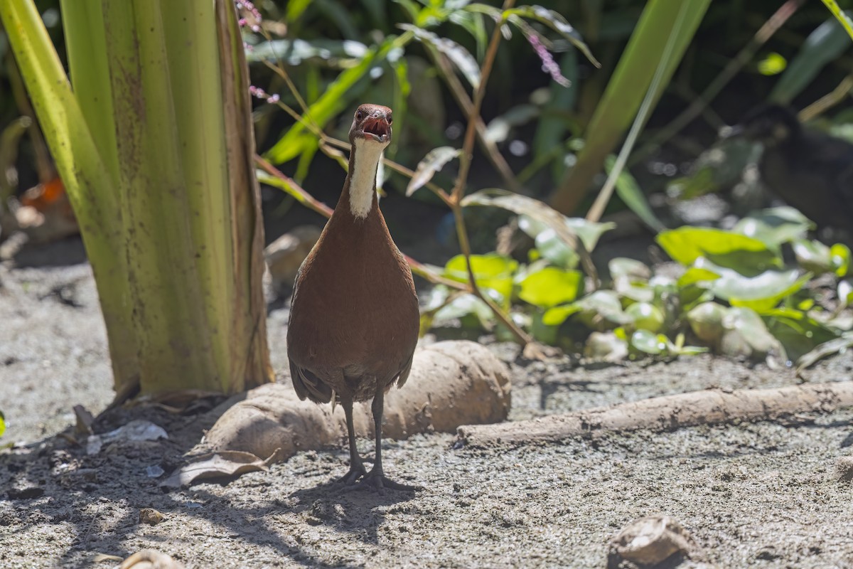 White-throated Rail - ML611897587