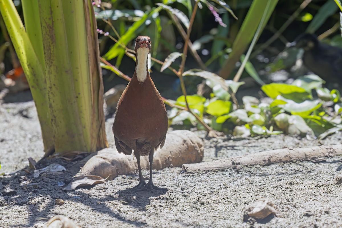 White-throated Rail - ML611897588