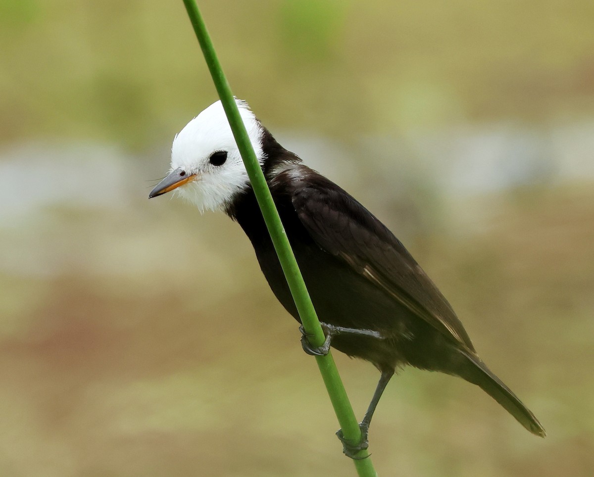 White-headed Marsh Tyrant - ML611897607