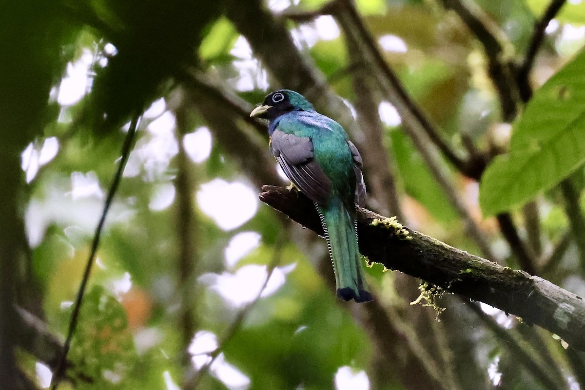 Atlantic Black-throated Trogon (Alagoas) - ML611897618