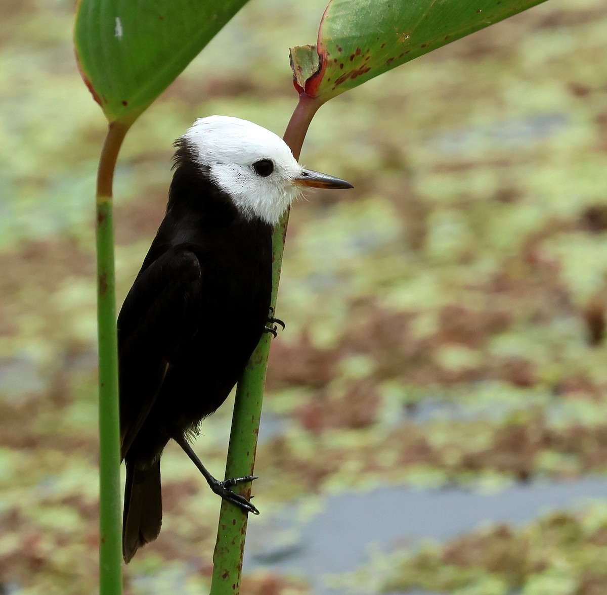 White-headed Marsh Tyrant - ML611897619