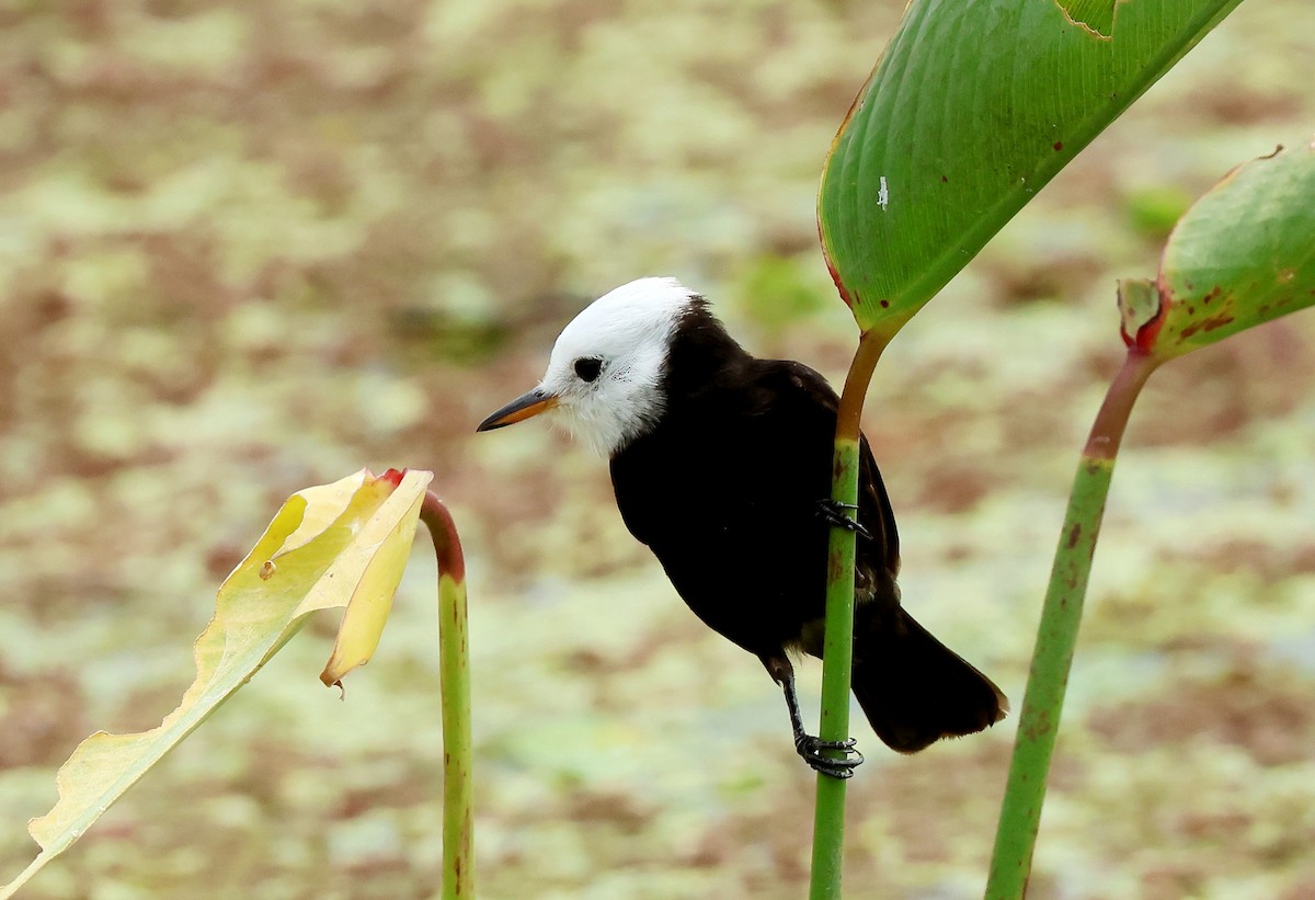 White-headed Marsh Tyrant - ML611897626