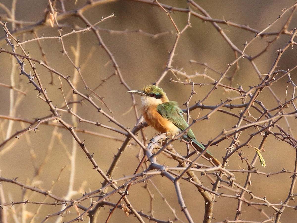 Somali Bee-eater - Keith Valentine