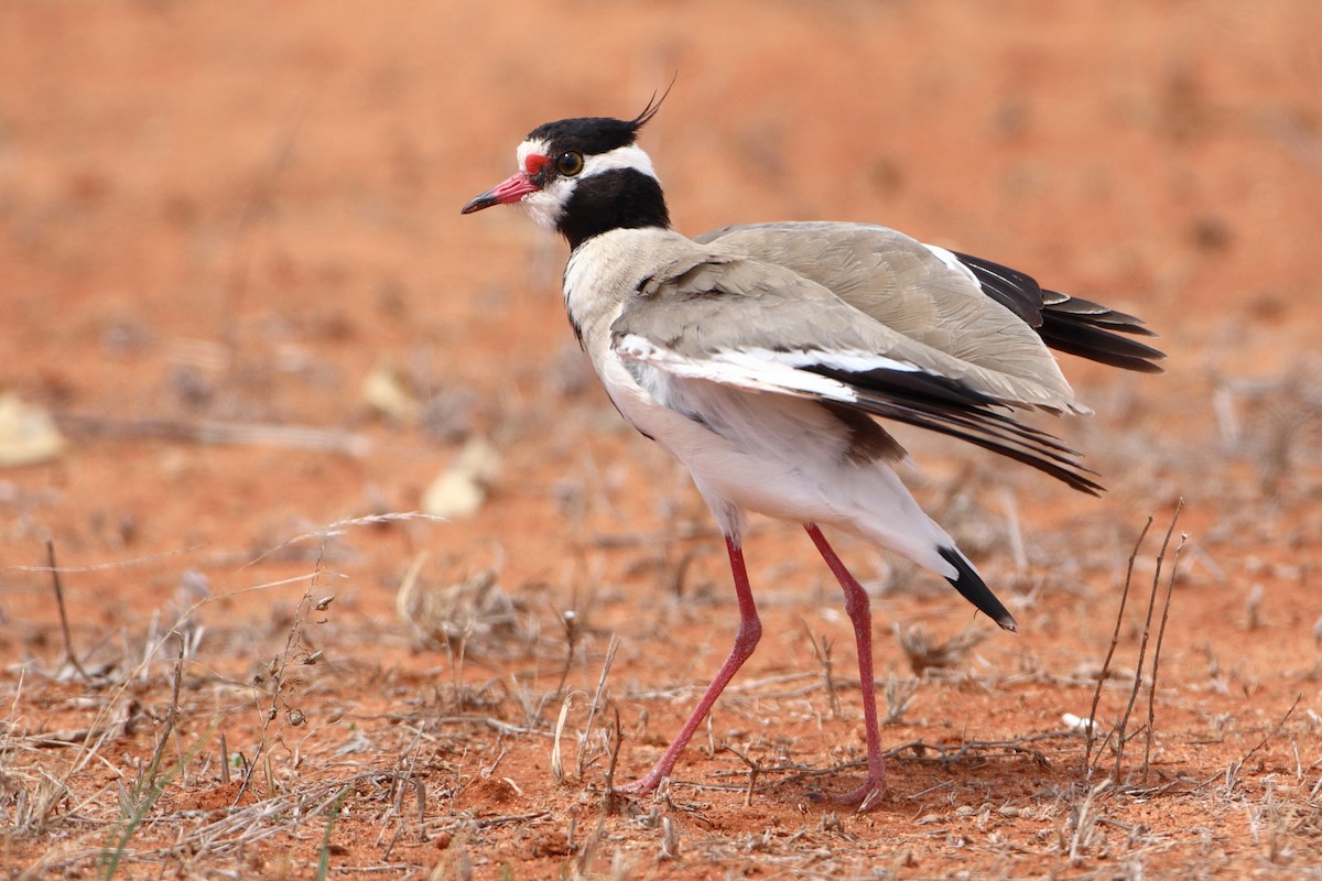 Black-headed Lapwing - Ohad Sherer