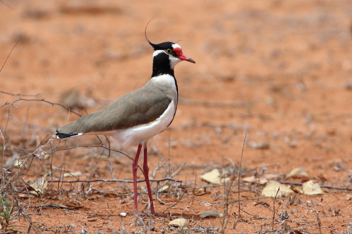 Black-headed Lapwing - ML611897672