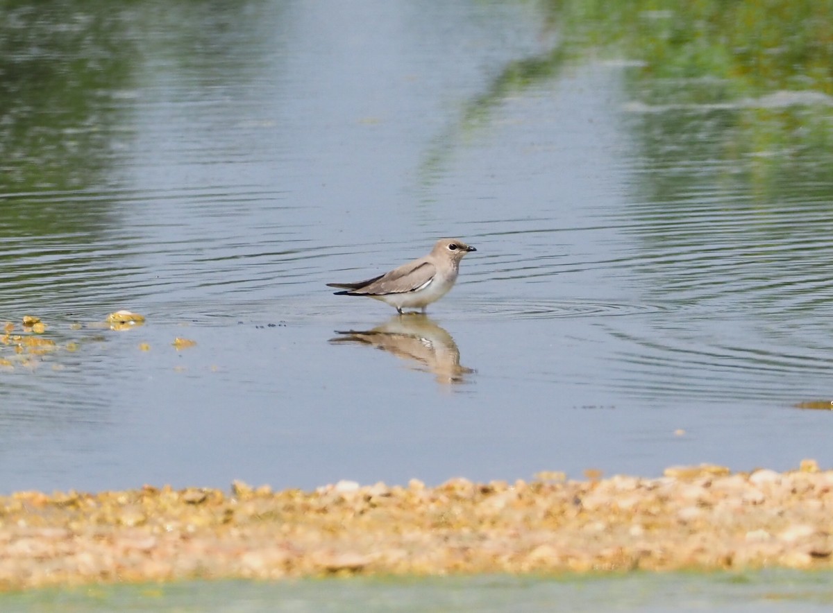 Small Pratincole - Craig Swolgaard