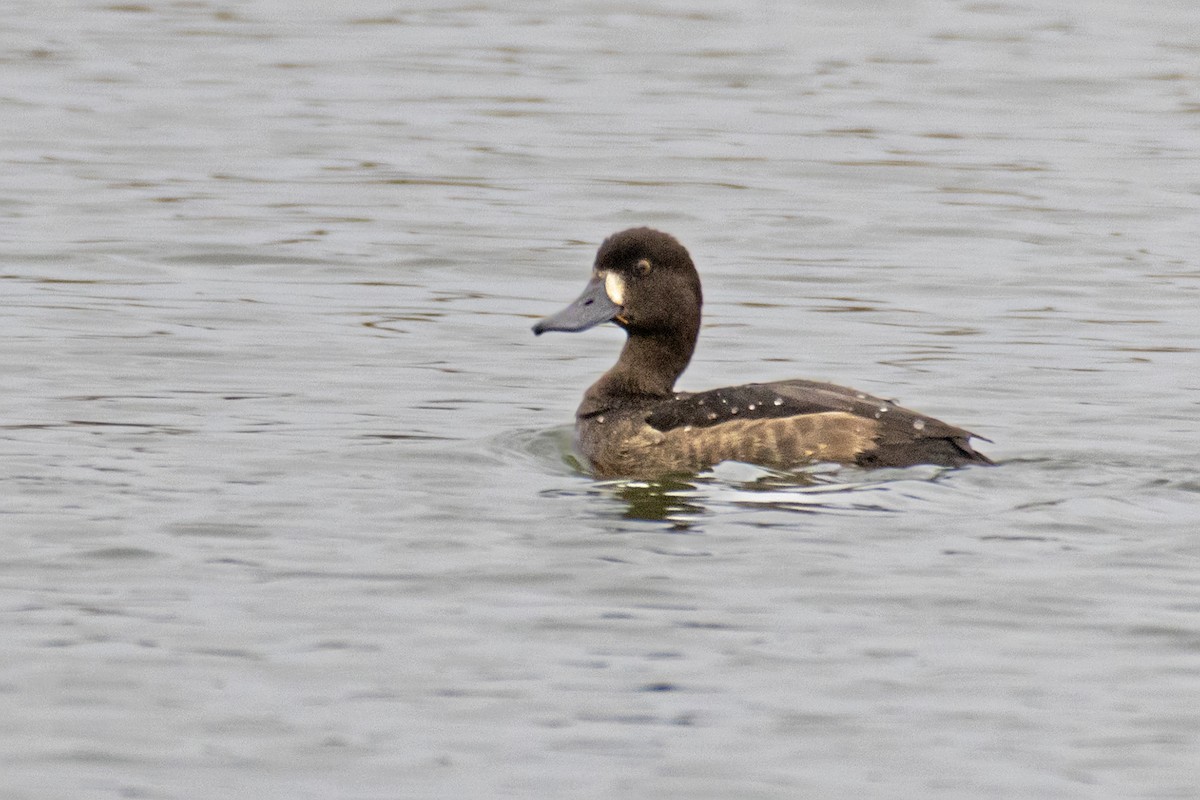 Lesser Scaup - Maties Rebassa