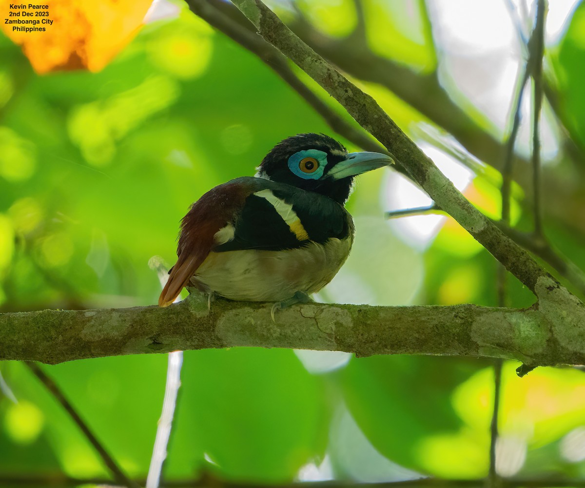 Wattled Broadbill - ML611897697