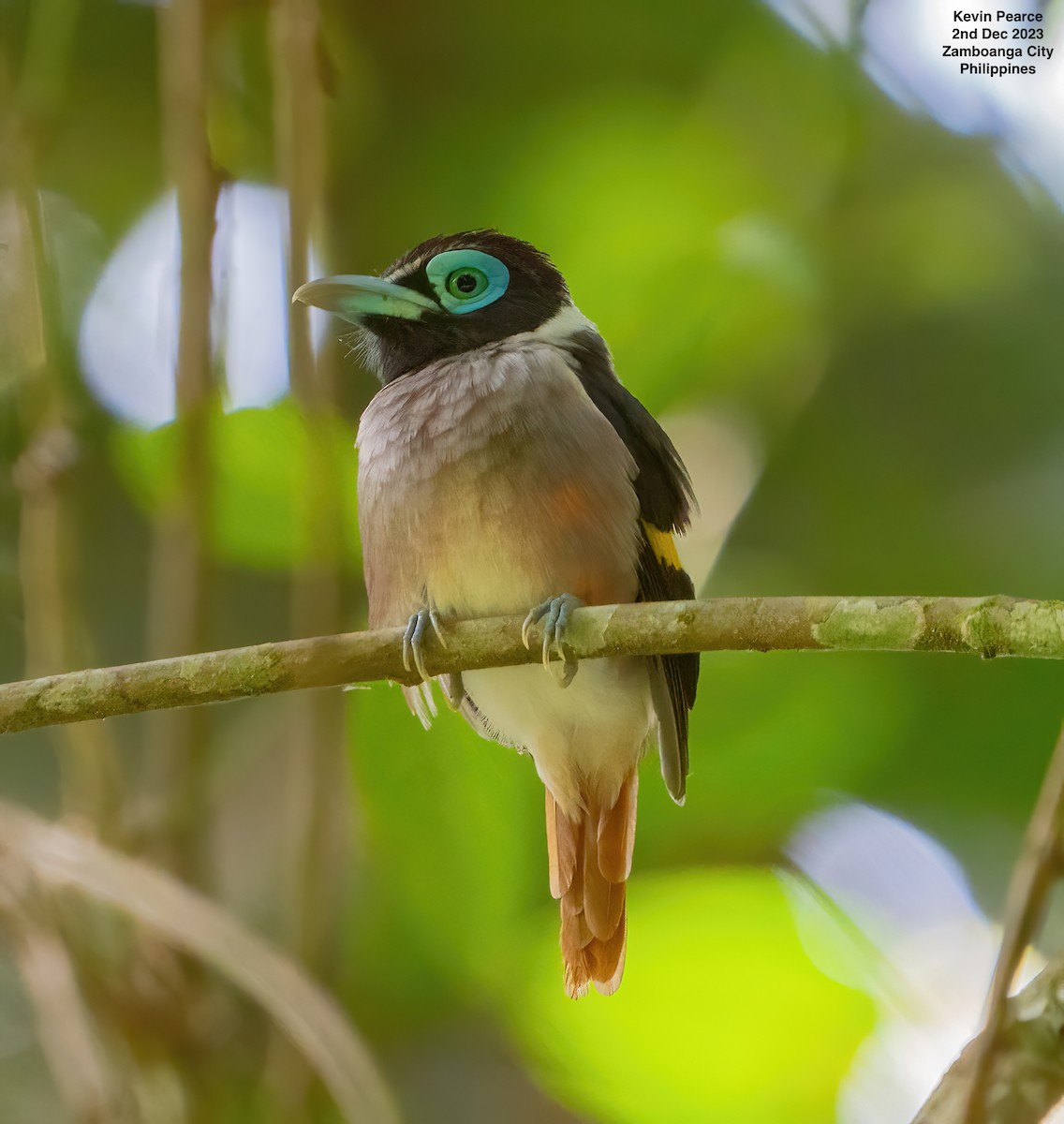 Wattled Broadbill - Kevin Pearce