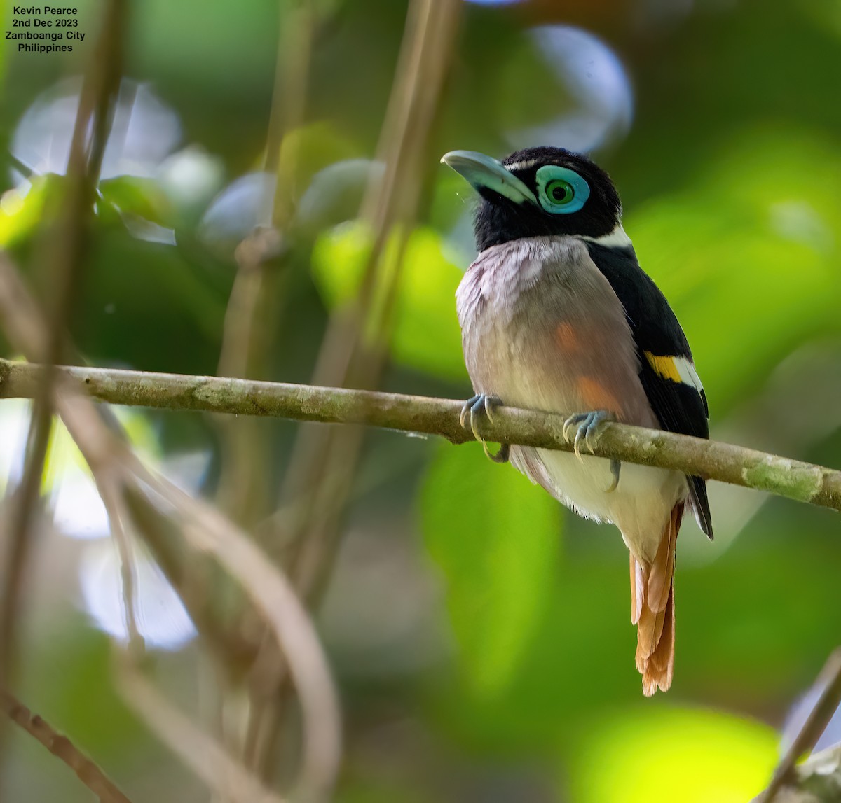 Wattled Broadbill - ML611897699