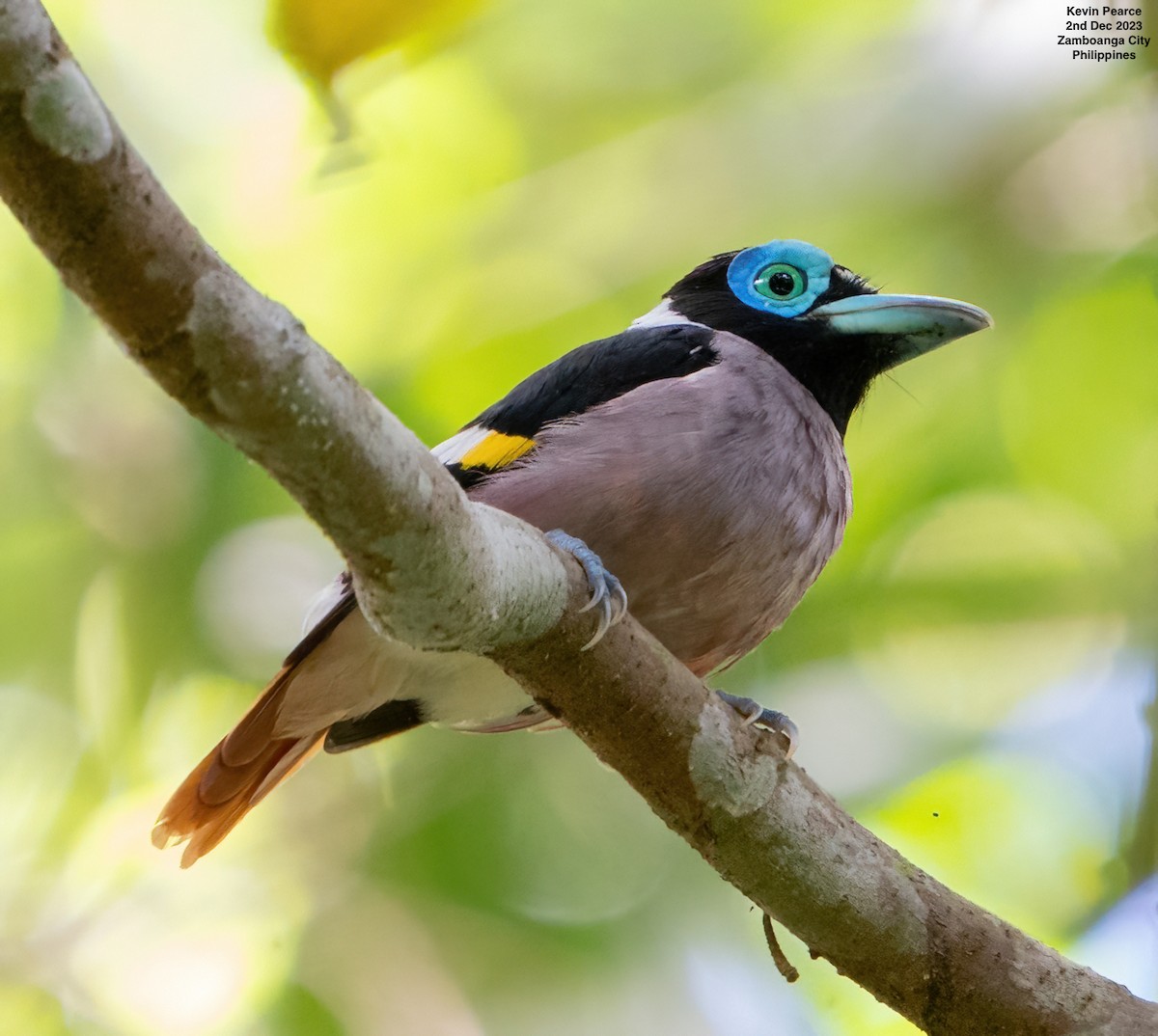 Wattled Broadbill - ML611897703