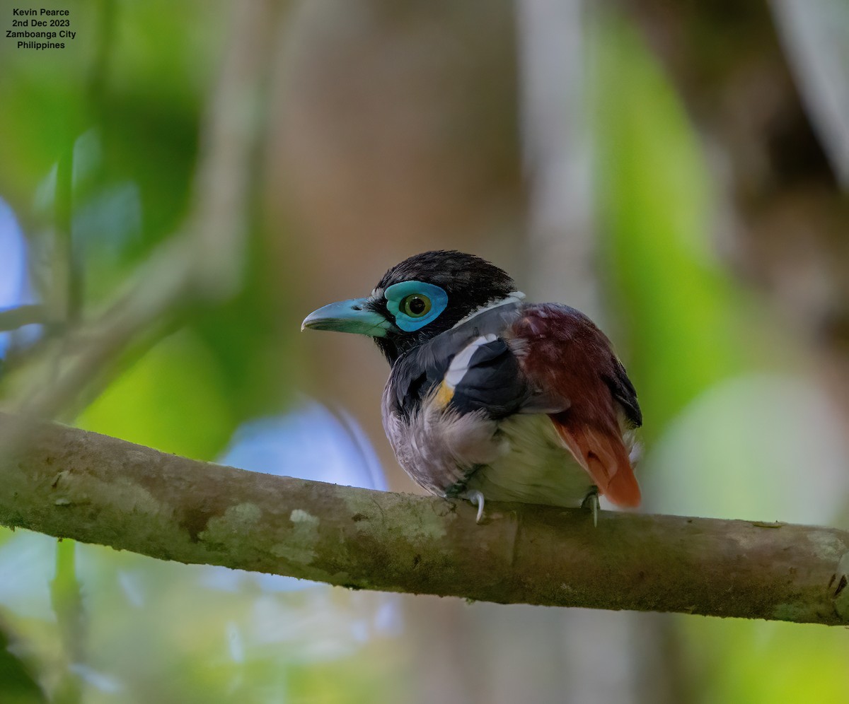 Wattled Broadbill - ML611897704