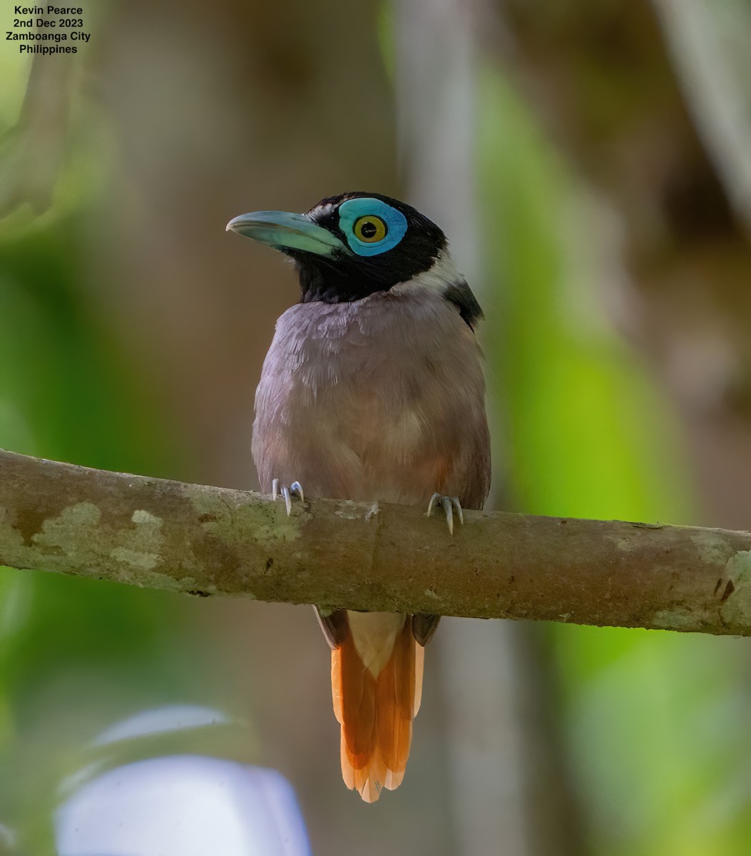 Wattled Broadbill - ML611897705