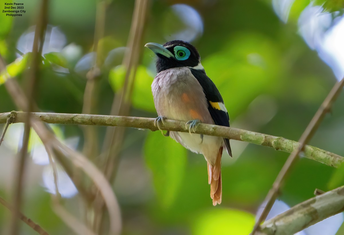 Wattled Broadbill - ML611897706