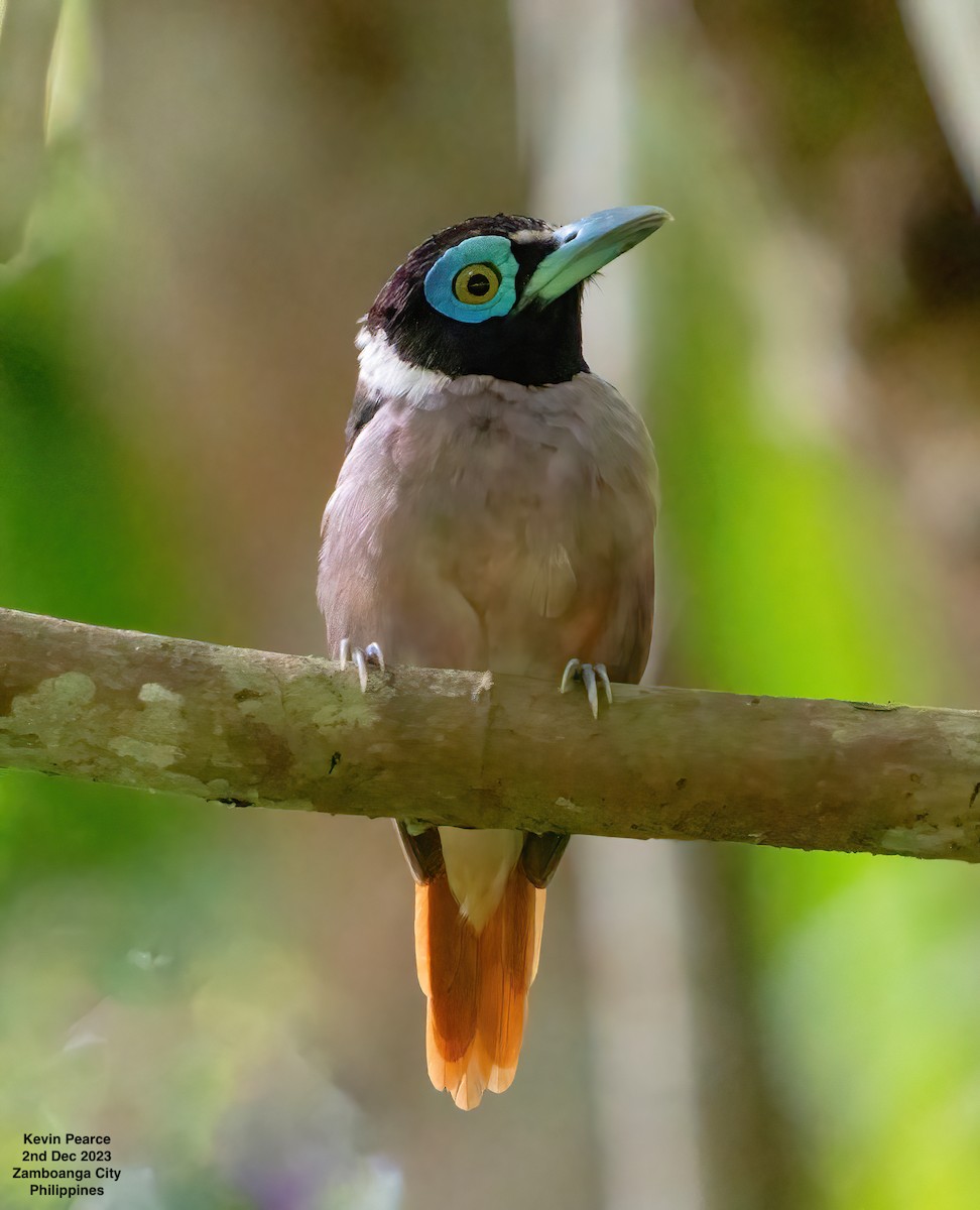 Wattled Broadbill - ML611897708