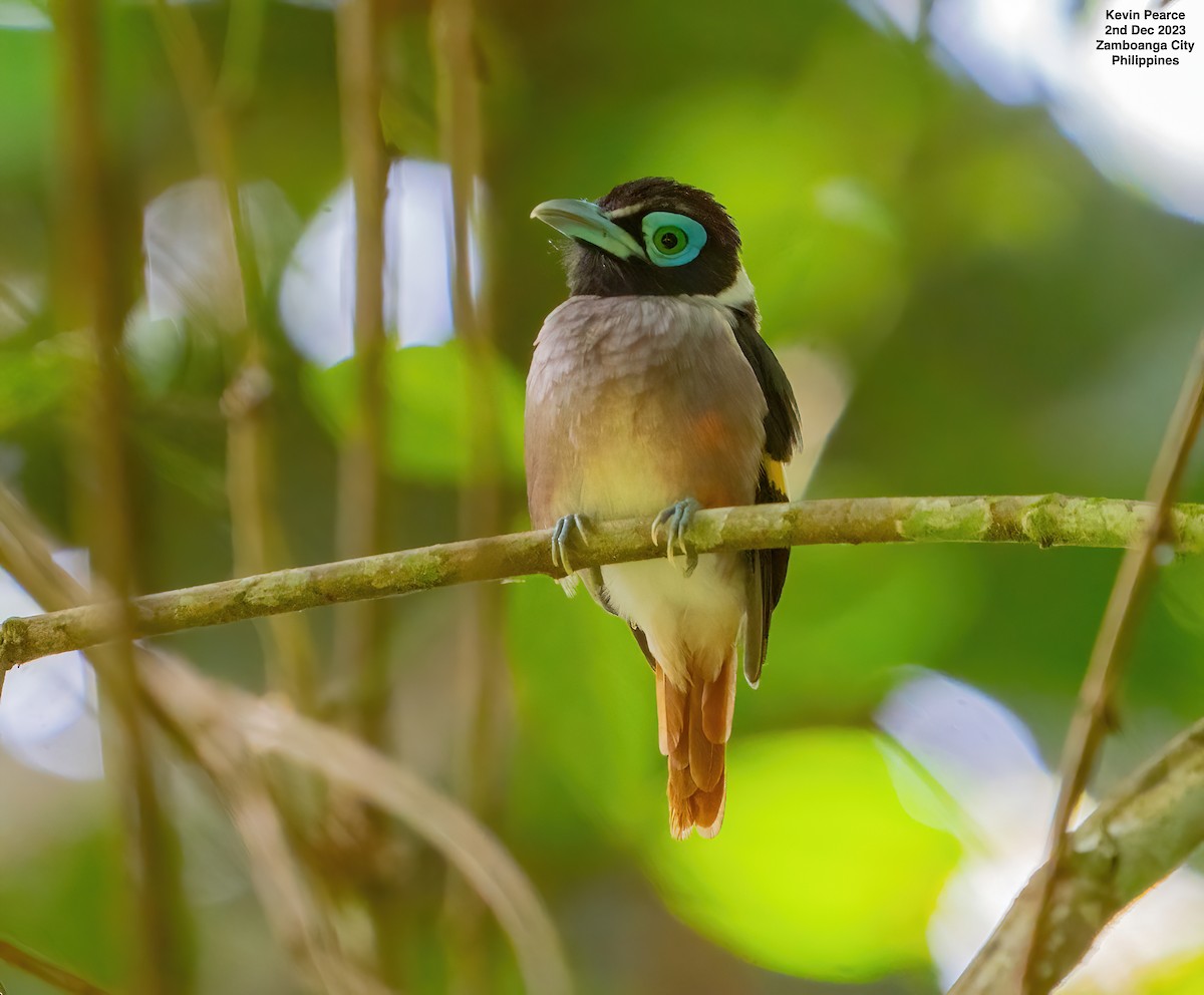 Wattled Broadbill - ML611897710