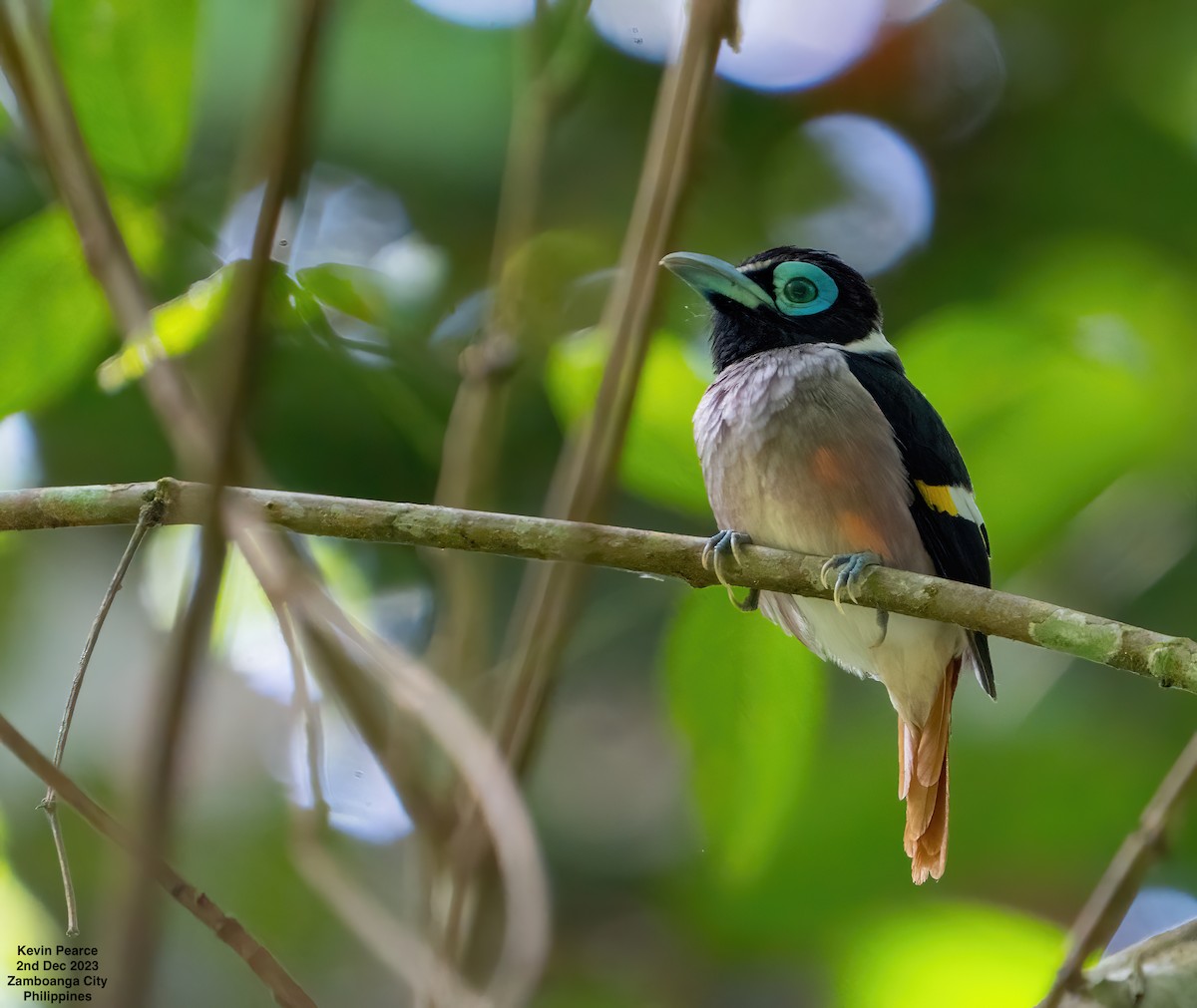 Wattled Broadbill - ML611897711