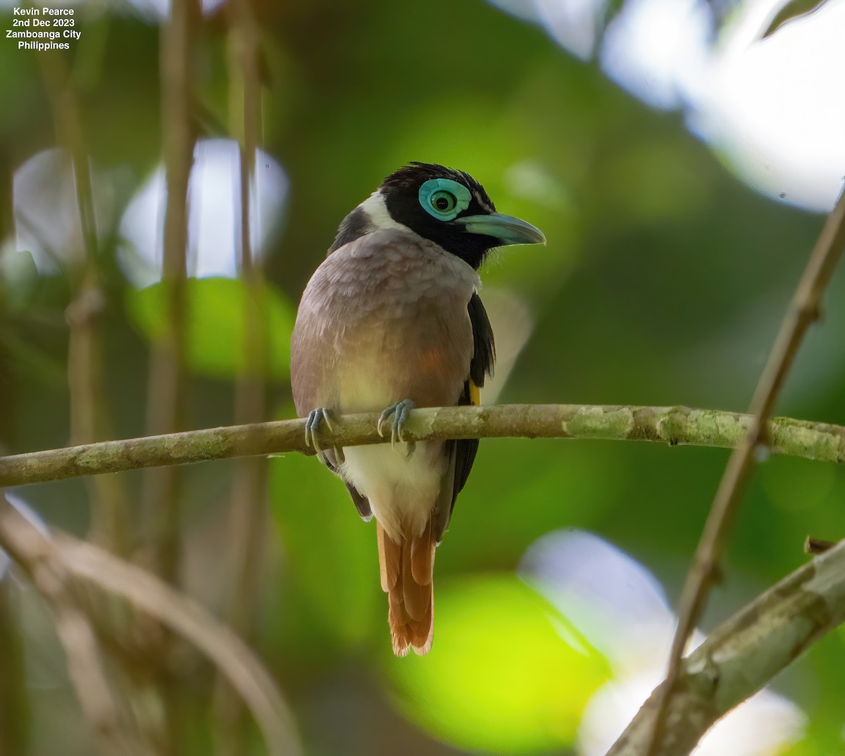 Wattled Broadbill - ML611897712