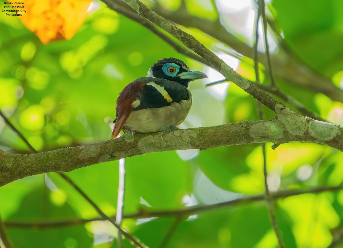 Wattled Broadbill - ML611897713