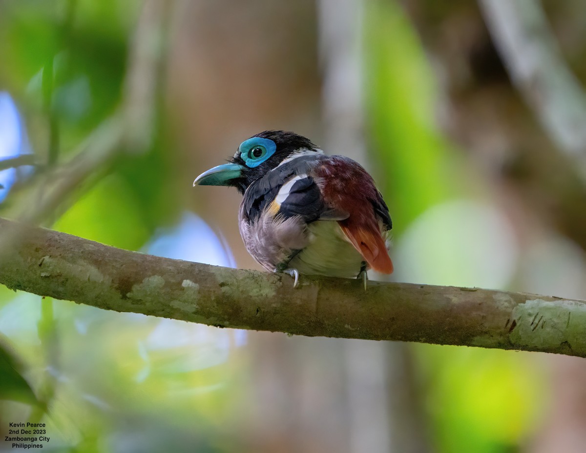 Wattled Broadbill - ML611897715