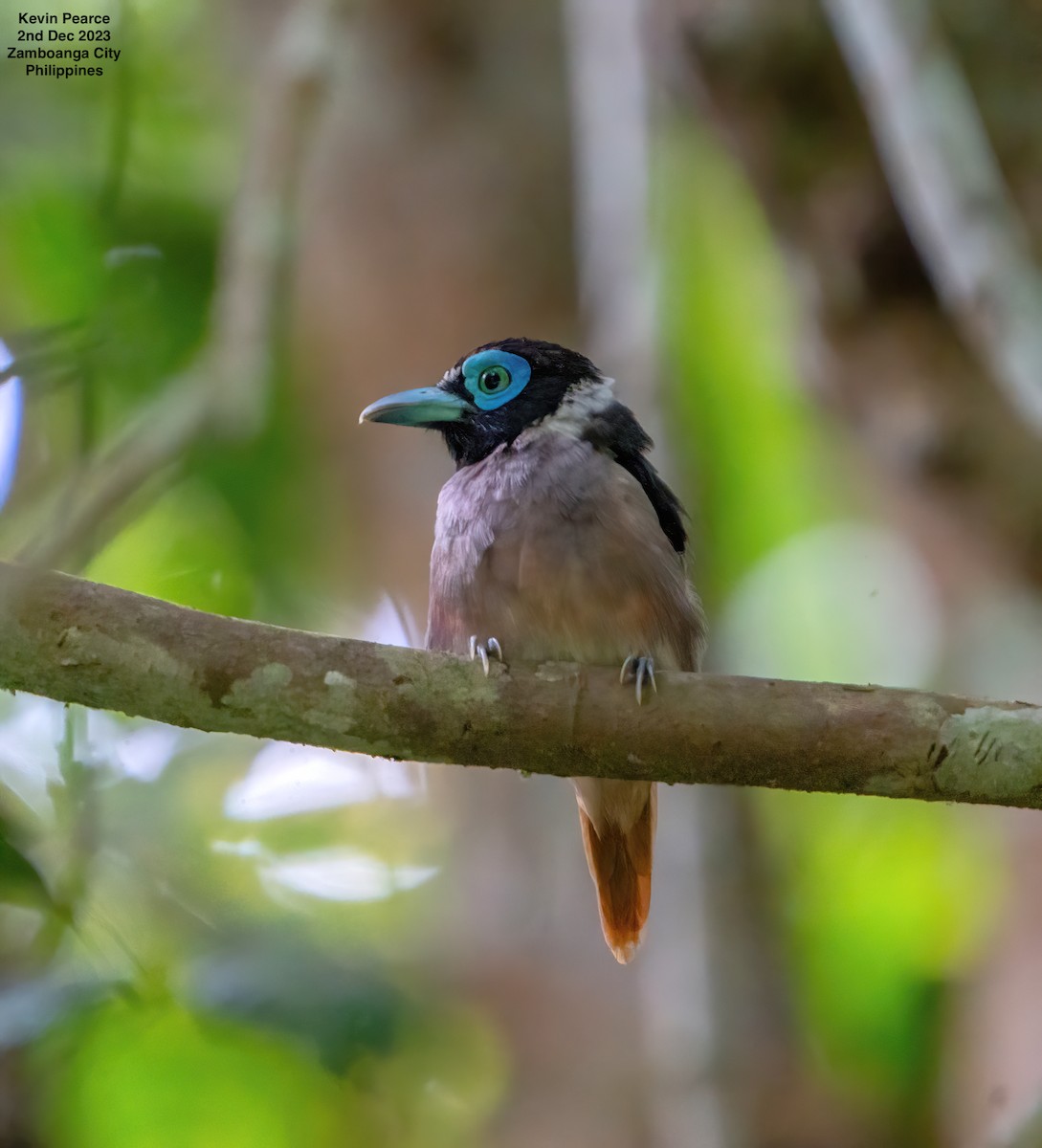 Wattled Broadbill - ML611897716