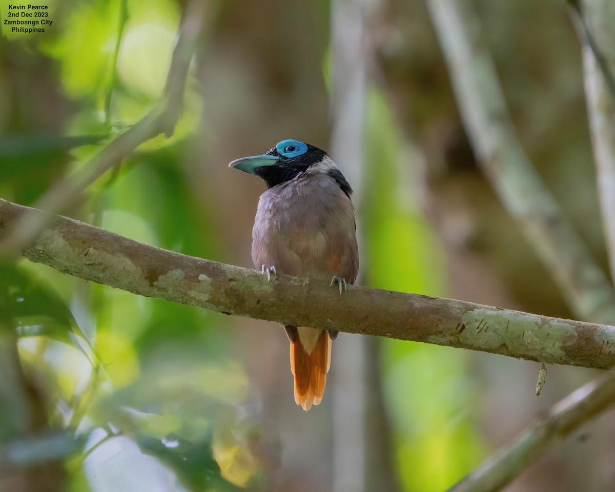 Wattled Broadbill - ML611897718