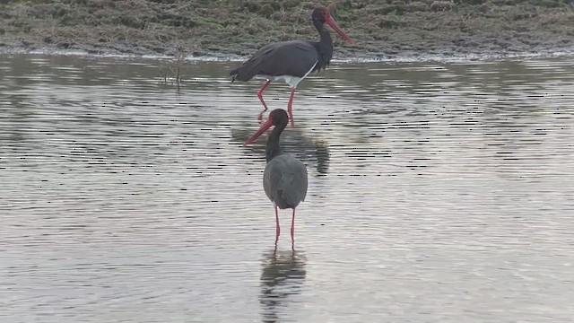 Black Stork - ML611897814