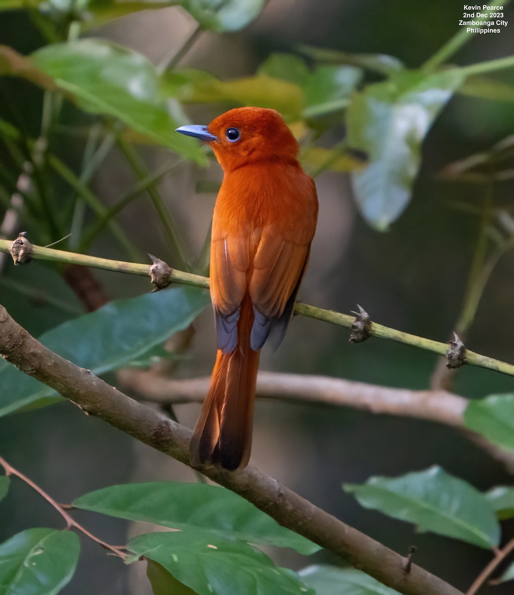 Rufous Paradise-Flycatcher - ML611897876