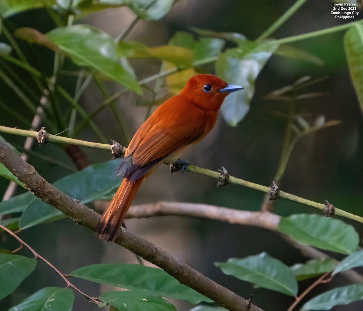 Rufous Paradise-Flycatcher - ML611897878