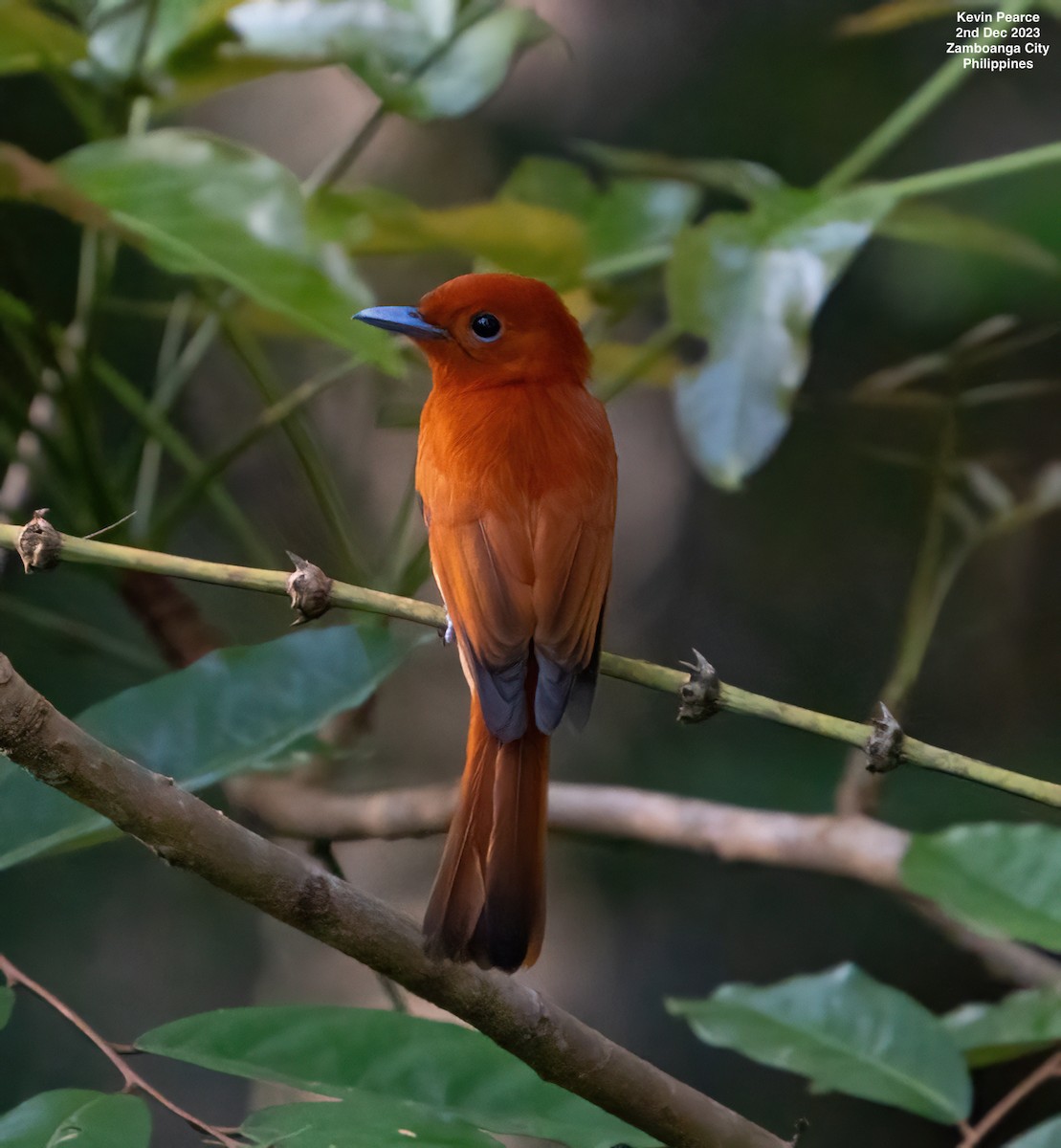 Rufous Paradise-Flycatcher - ML611897879