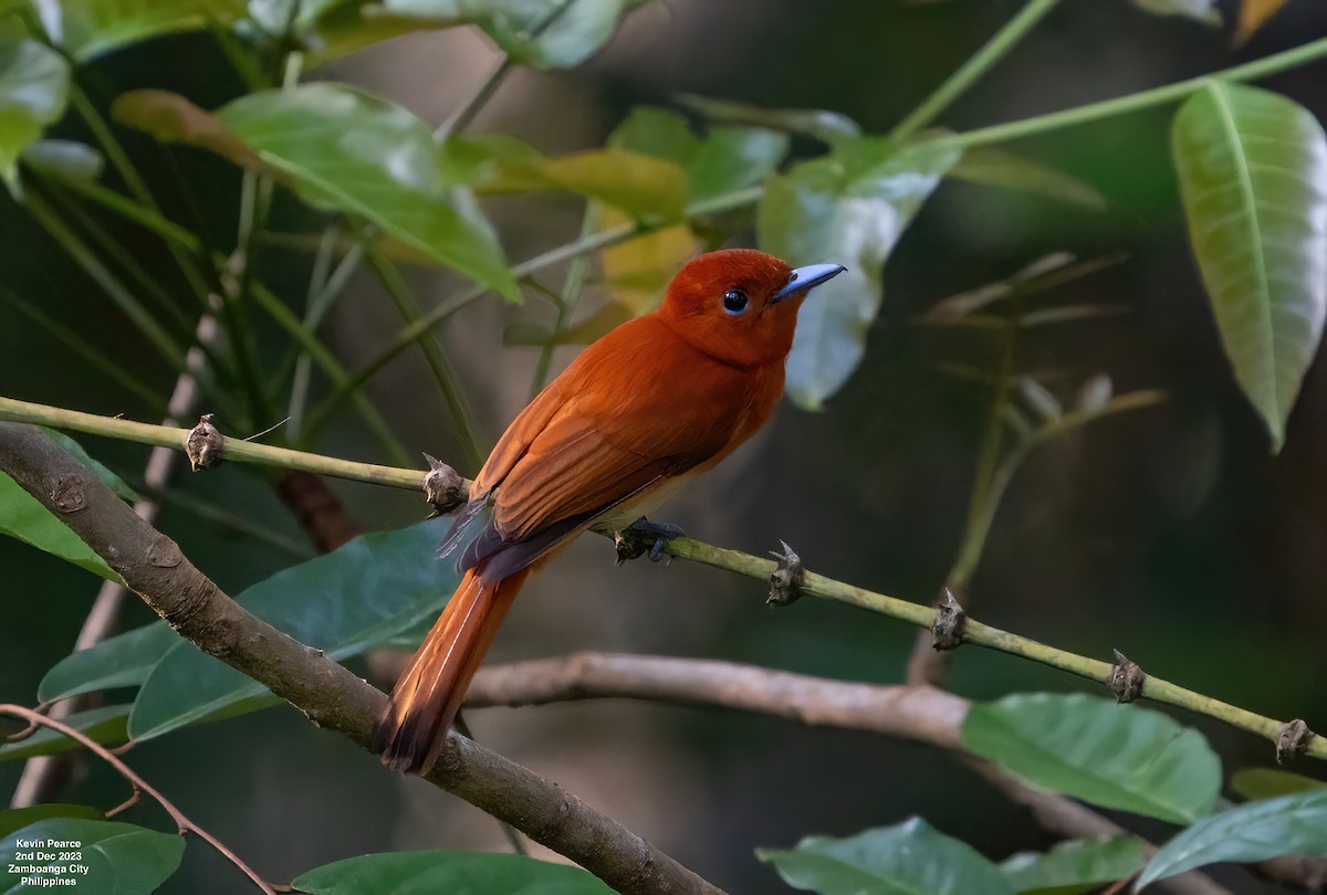 Rufous Paradise-Flycatcher - ML611897881