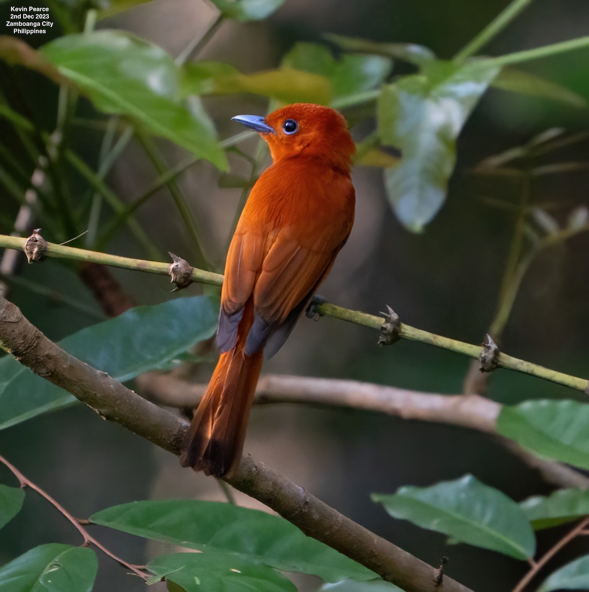 Rufous Paradise-Flycatcher - ML611897882