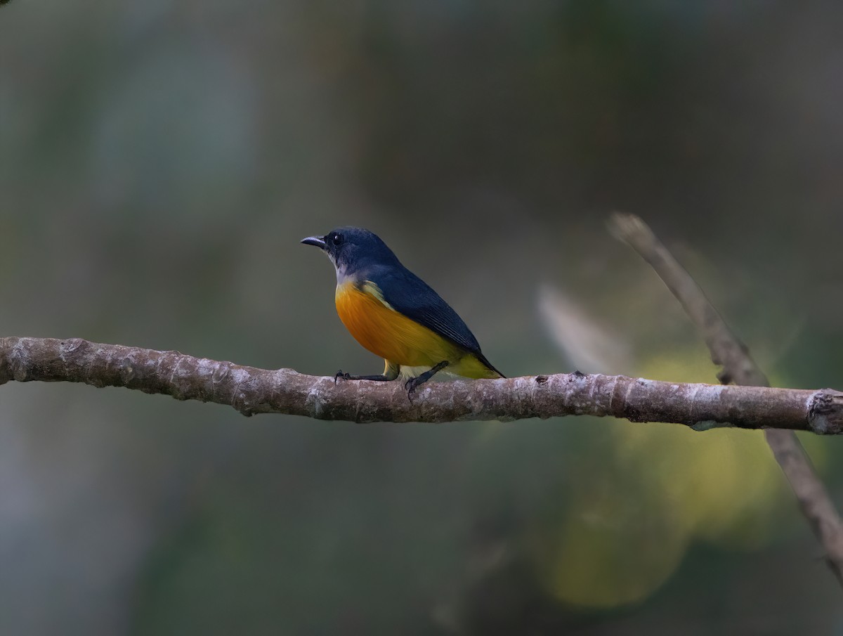 Orange-bellied Flowerpecker - ML611897888