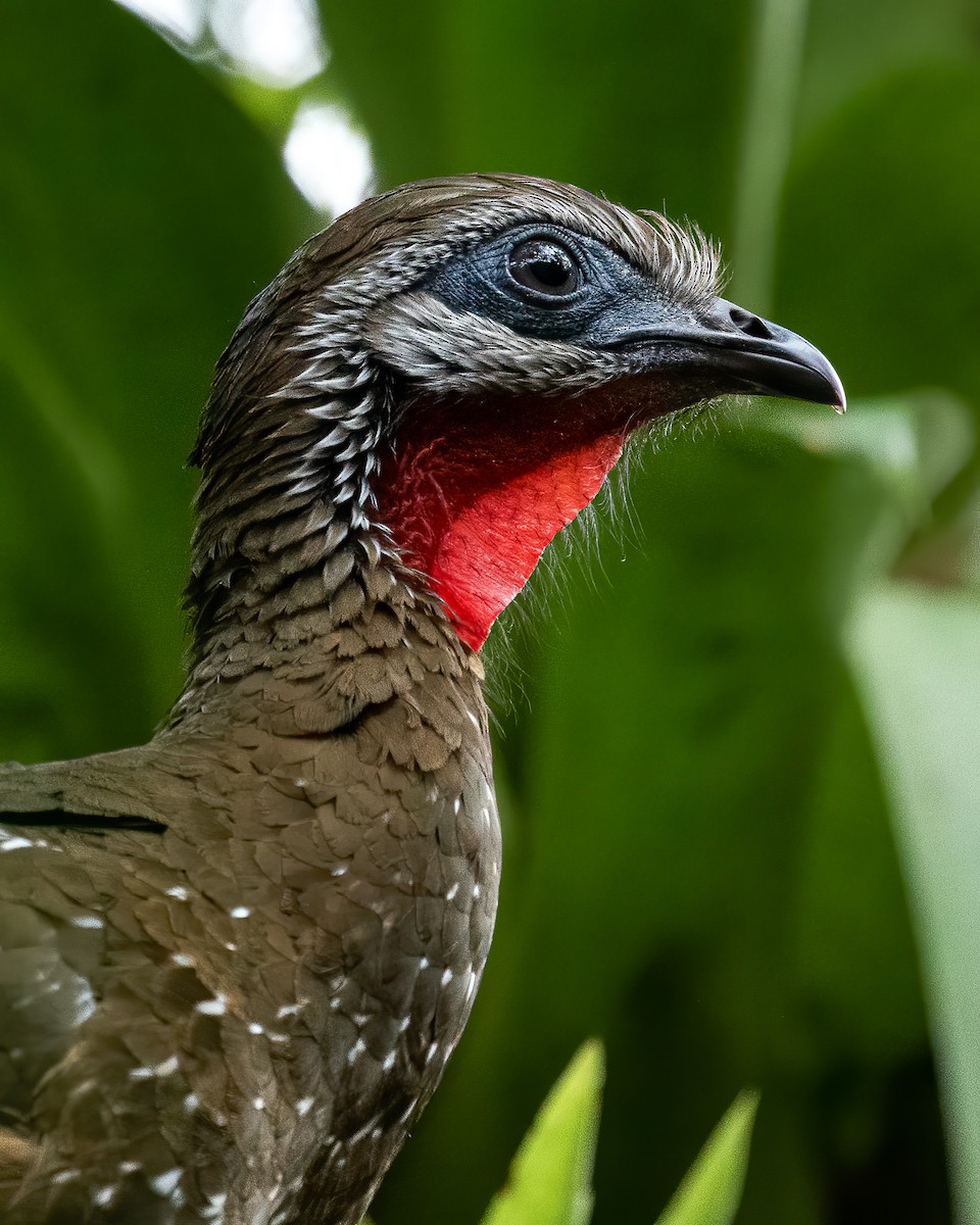 Band-tailed Guan - ML611897967