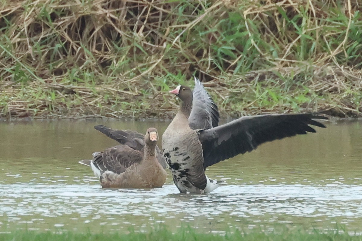 Lesser White-fronted Goose - ML611898042