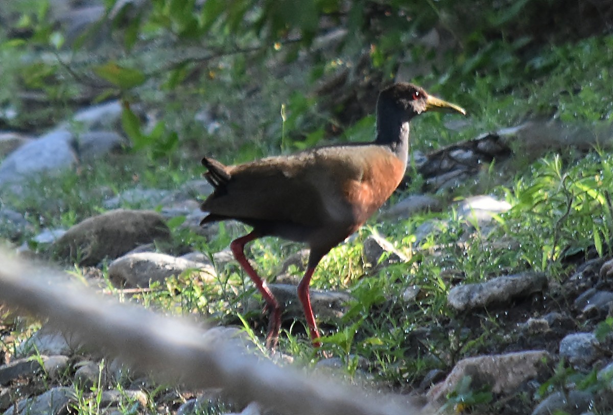 Gray-cowled Wood-Rail - ML611898091