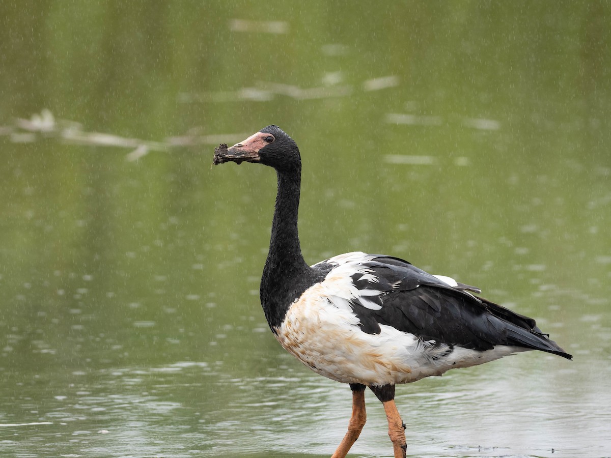 Magpie Goose - ML611898113