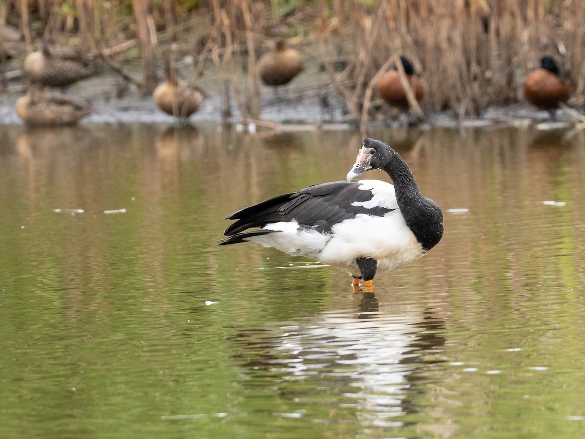 Magpie Goose - ML611898122