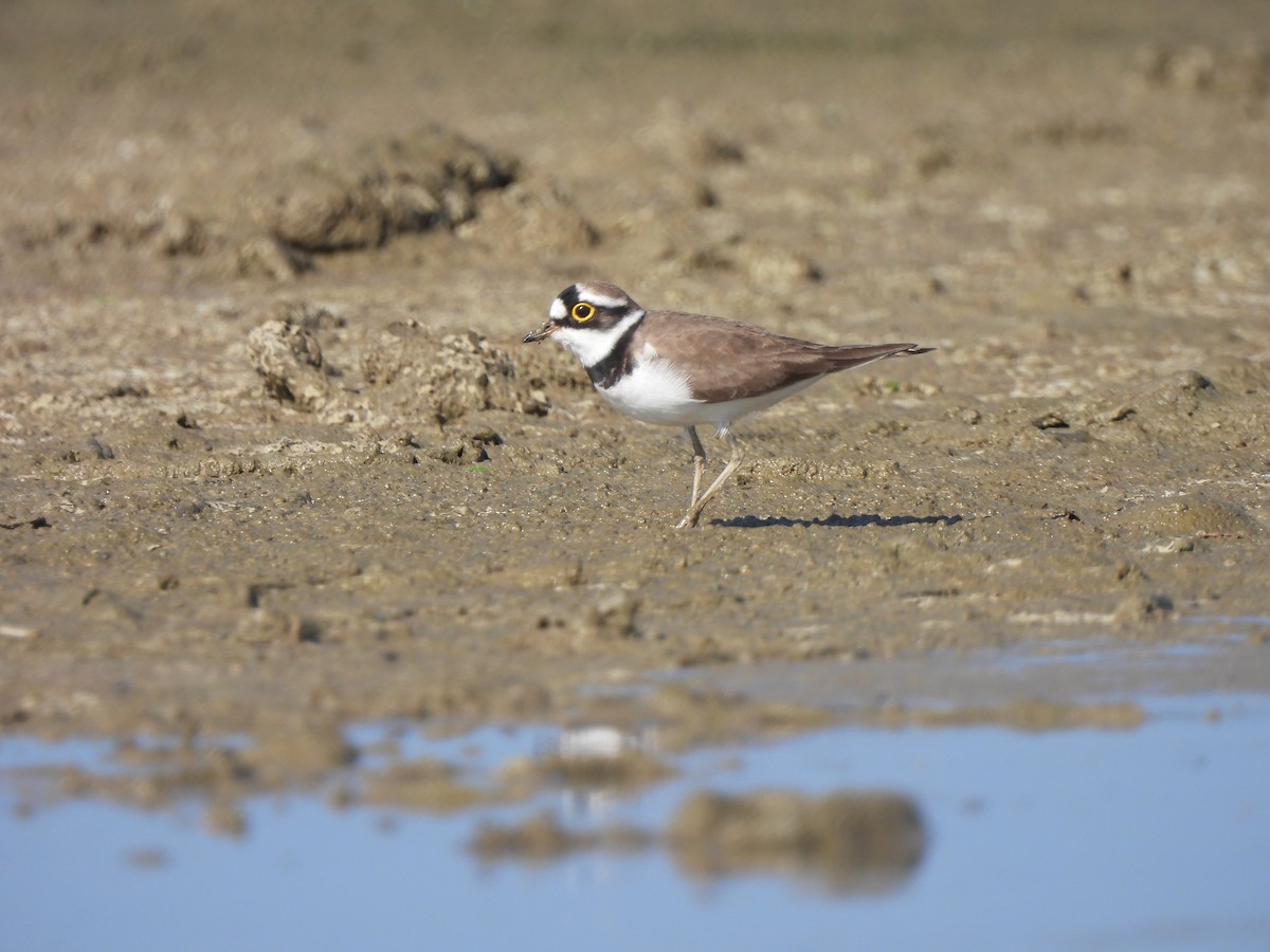 Little Ringed Plover - ML611898226