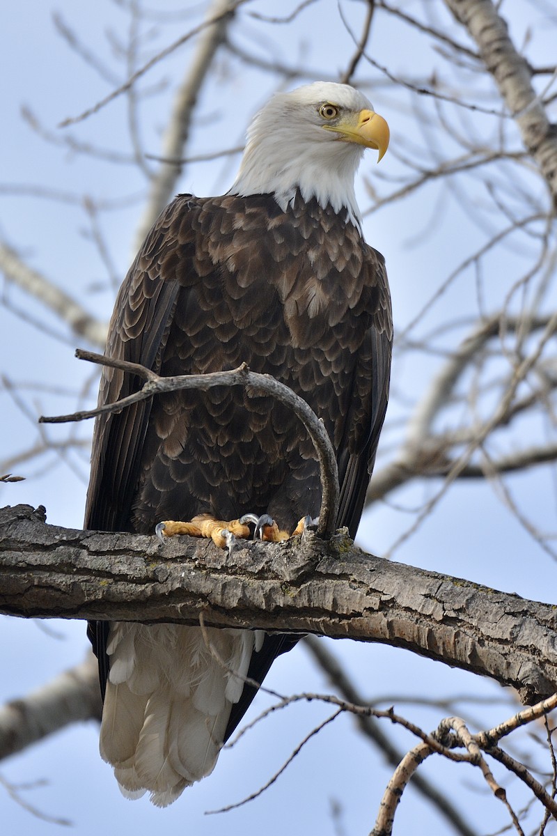 Bald Eagle - ML611898254