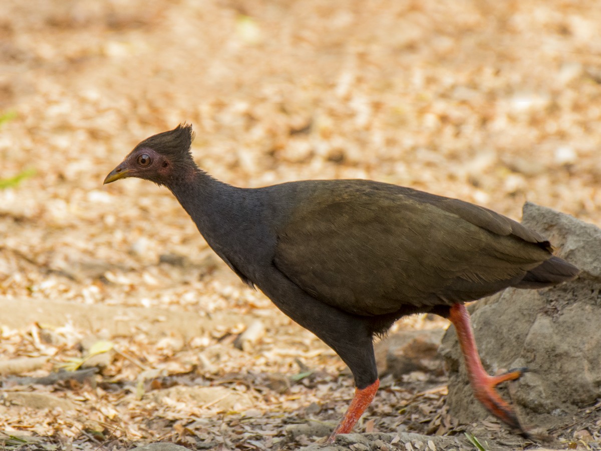 Orange-footed Megapode - ML611898309