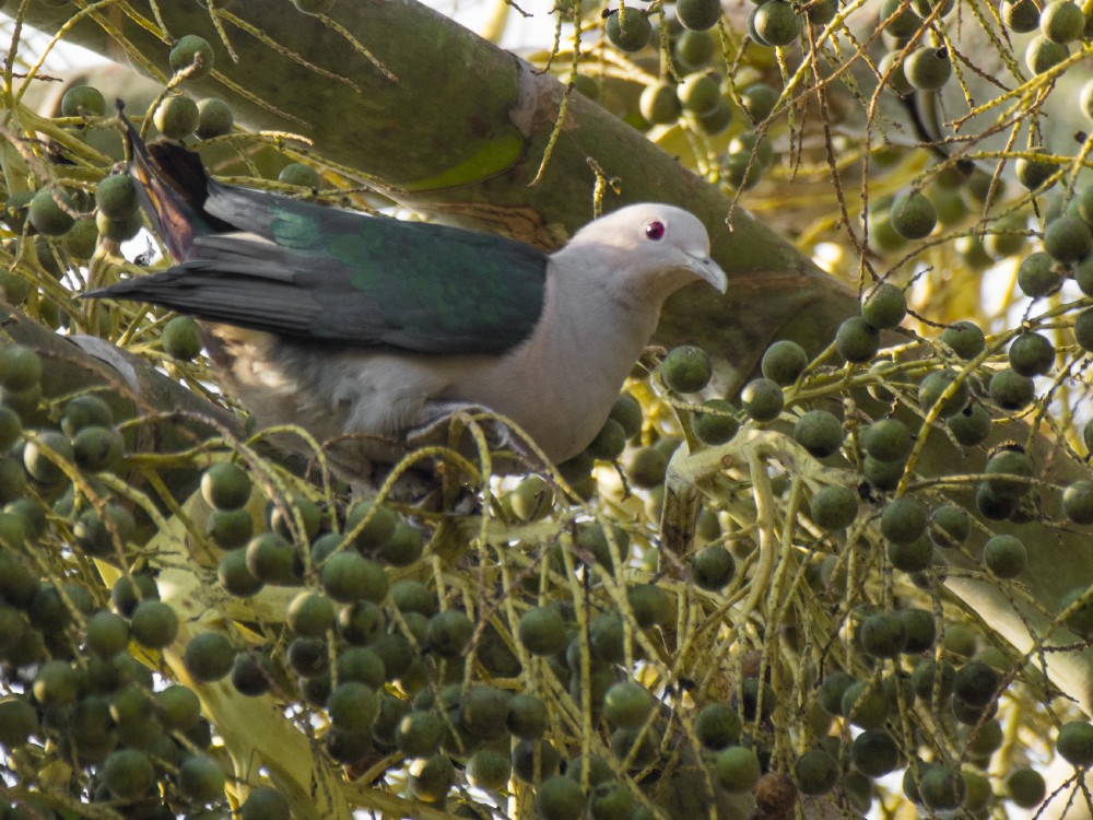 Green Imperial-Pigeon - ML611898312