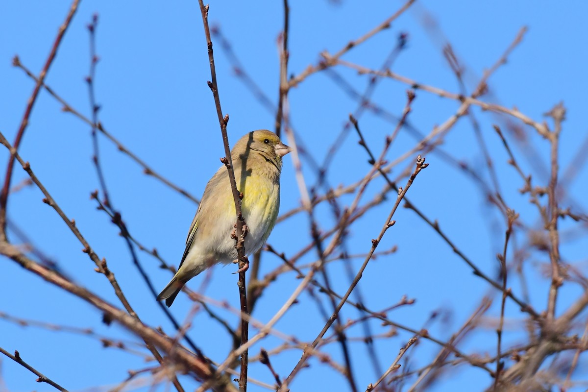 European Greenfinch - ML611898320