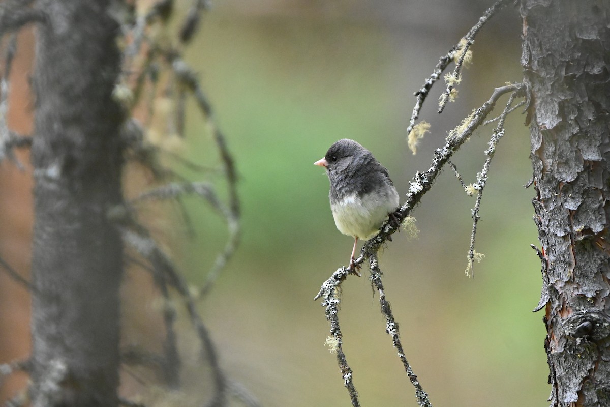 Junco ardoisé - ML611898354