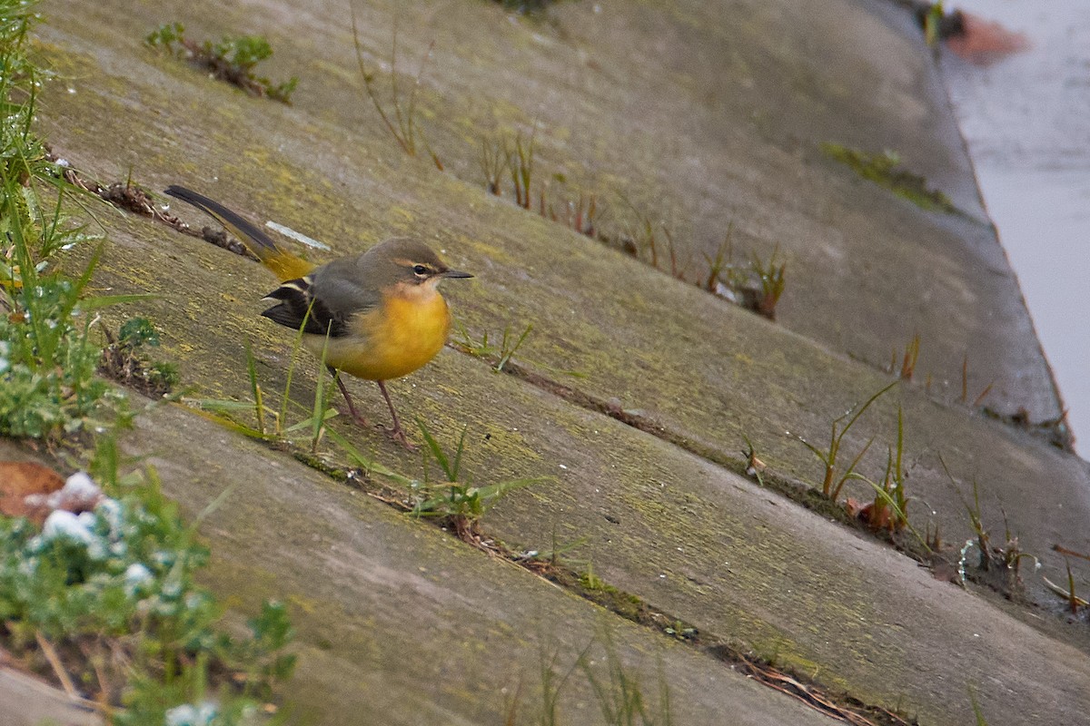 Gray Wagtail - ML611898483