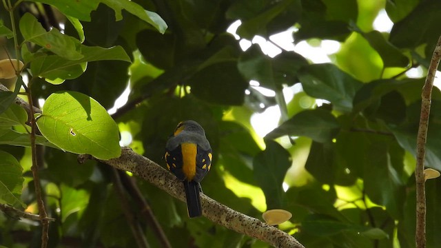 Scarlet Minivet - ML611898486