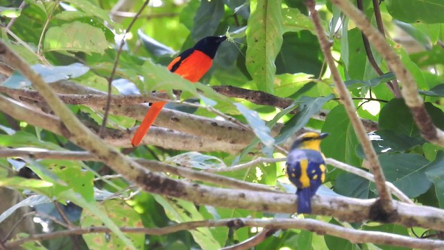 Minivet écarlate - ML611898487