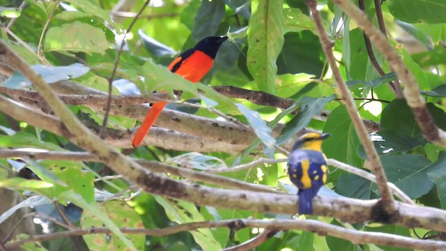 Scarlet Minivet - ML611898487