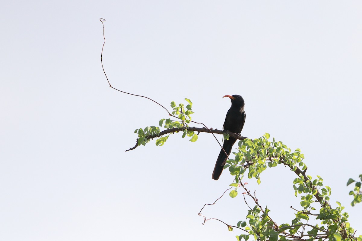 Abyssinian Scimitarbill - ML611898551